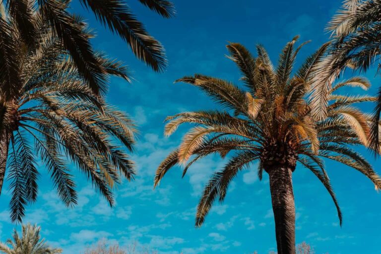 Palm trees against a bright blue sky with scattered clouds.