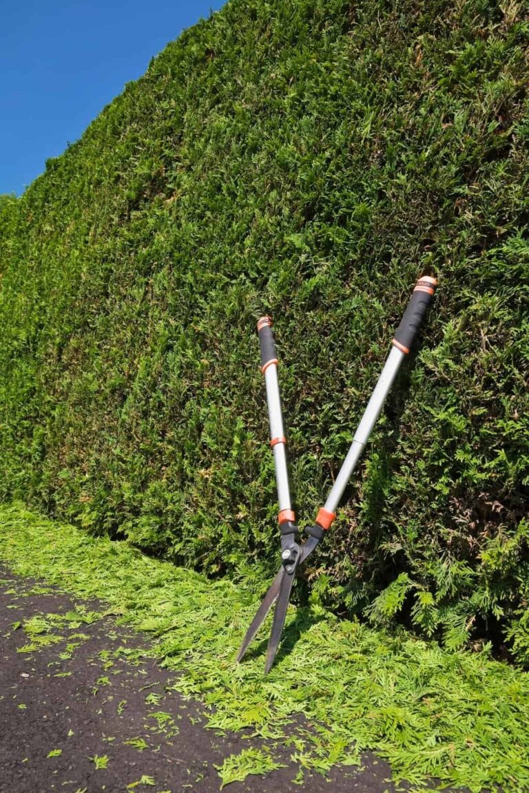 Pruning shears resting against a hedge after trimming in Melbourne.