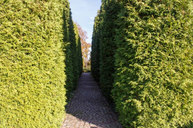 Well-maintained green hedges lining a cobblestone pathway in Melbourne.