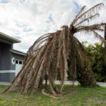 Storm-damaged palm tree leaning over a house in Melbourne.