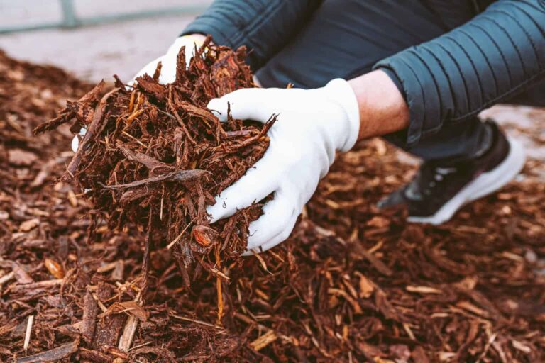 Tree root removal by Melbourne arborists for safe landscape management.