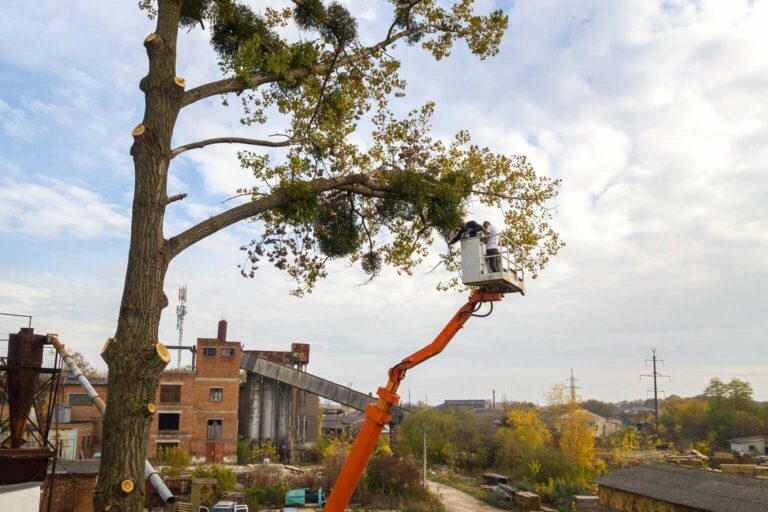 Tree removal using cherry pickers in Melbourne for safety and maintenance.