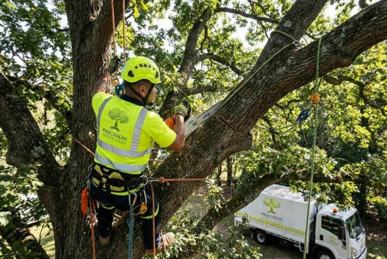 Tree Lopping vs Tree Pruning: What’s the Difference?