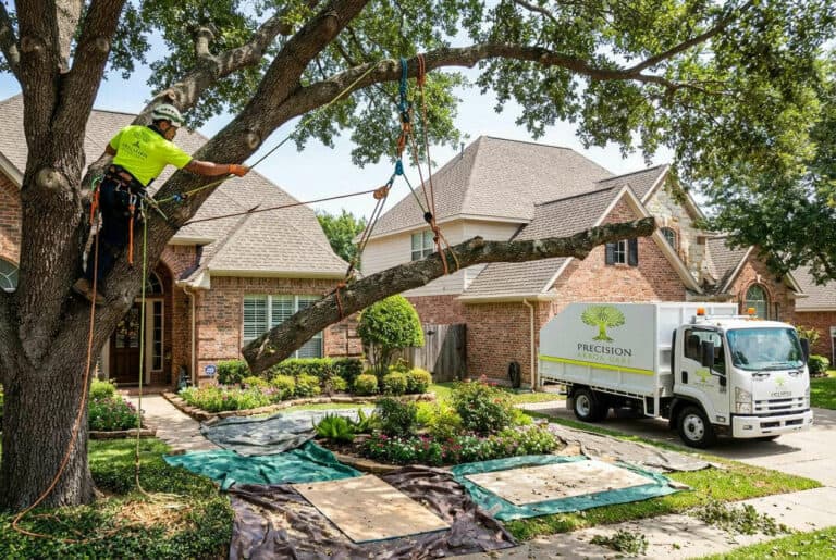 How to Choose an Arborist in Melbourne