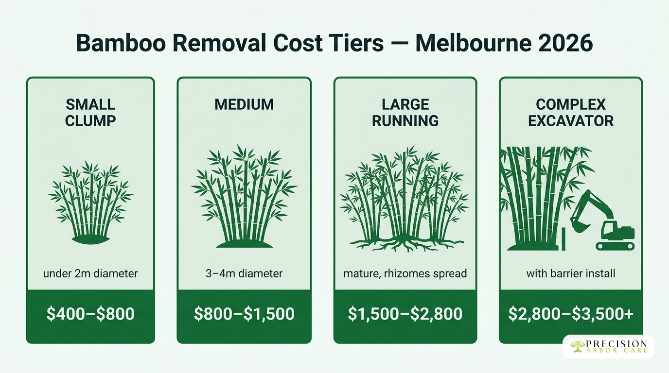 Bamboo removal cost tiers in Melbourne Precision Arbor Care infographic — bamboo removal cost Melbourne (image 1, Melbourne)