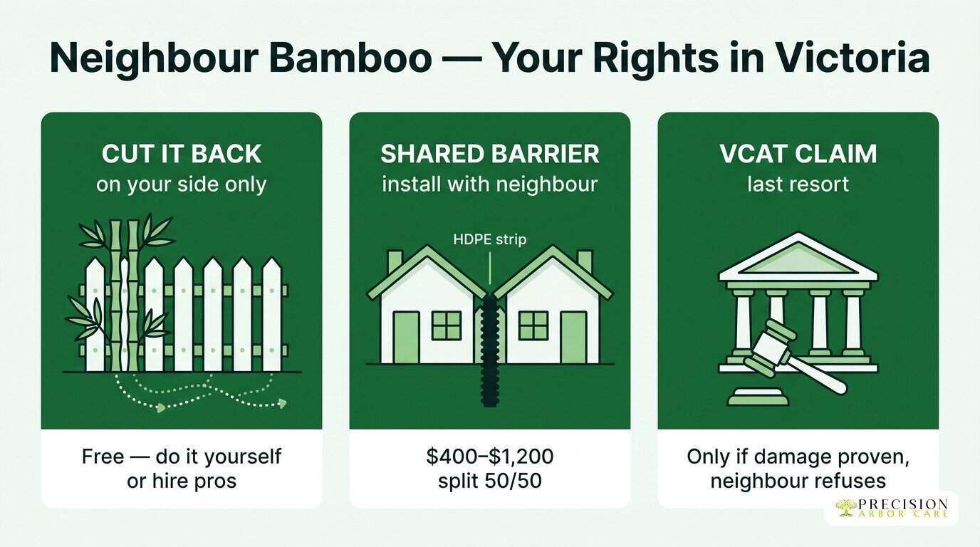Precision Arbor Care infographic — three options when a neighbour's bamboo crosses your fence in Victoria: cut it back, shared barrier, VCAT claim