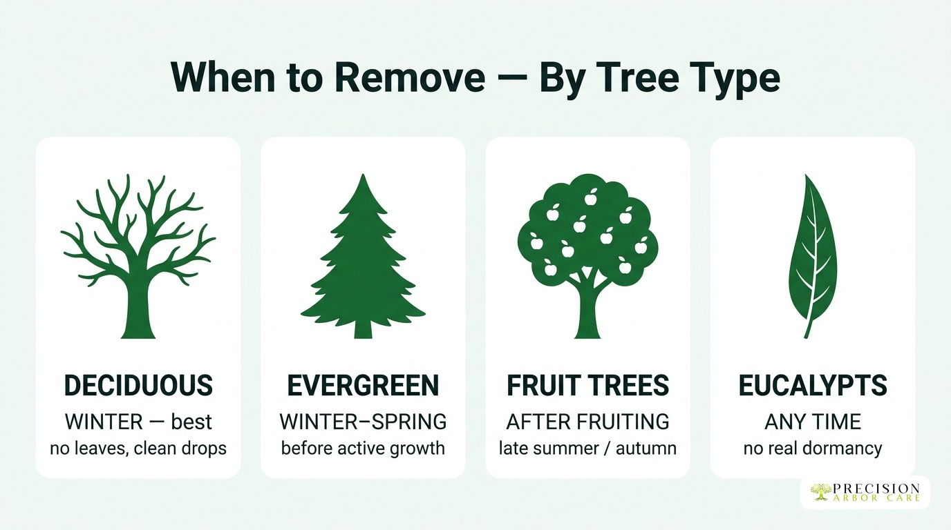 Tree removal service for deciduous trees in Melbourne, suitable for winter and autumn seasons.
